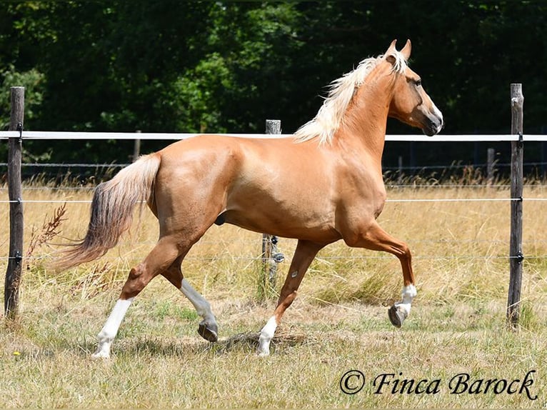 Andalou Hongre 5 Ans 152 cm Palomino in Wiebelsheim