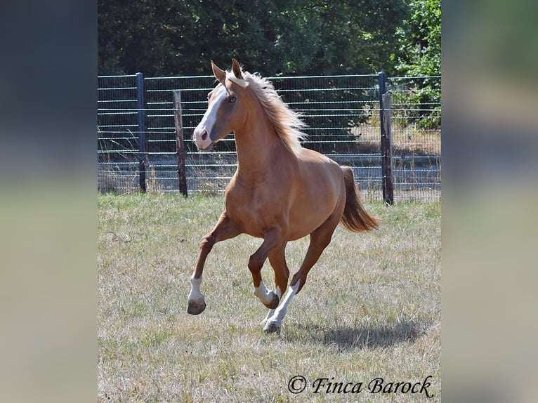 Andalou Hongre 5 Ans 152 cm Palomino in Wiebelsheim