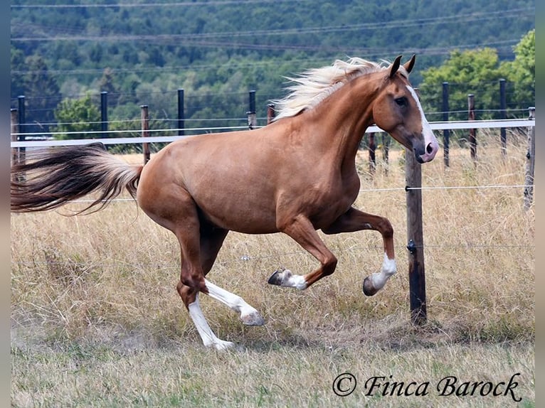 Andalou Hongre 5 Ans 152 cm Palomino in Wiebelsheim