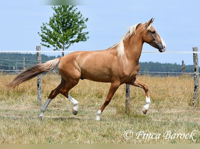 Andalou Hongre 5 Ans 152 cm Palomino in Wiebelsheim