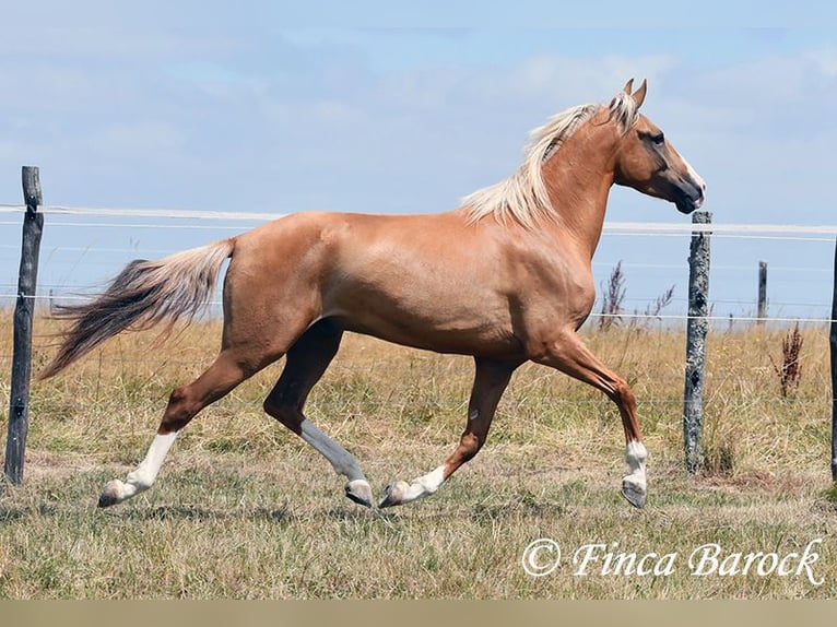 Andalou Hongre 5 Ans 152 cm Palomino in Wiebelsheim