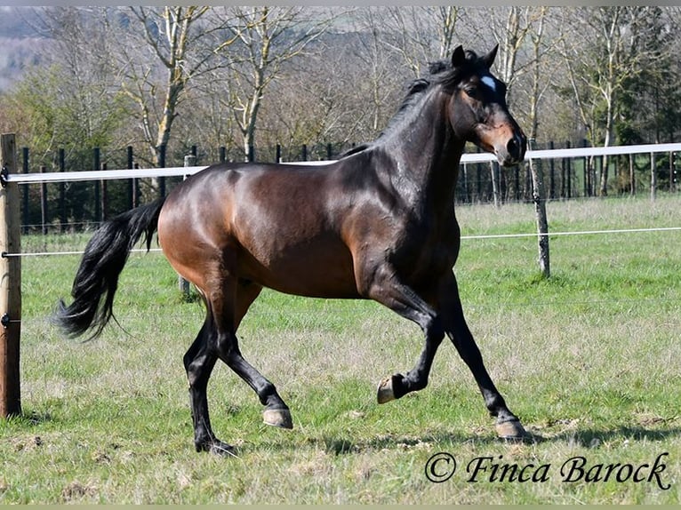 Andalou Hongre 5 Ans 153 cm Bai in Wiebelsheim