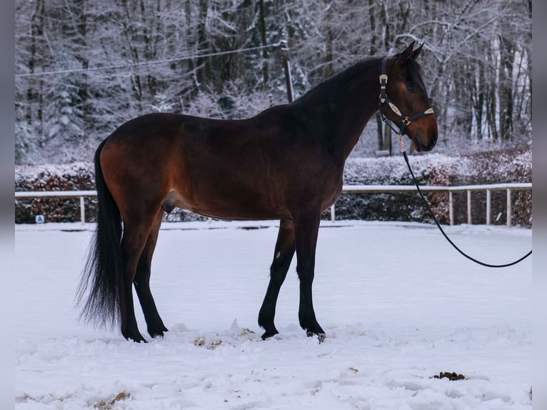 Andalou Hongre 5 Ans 153 cm Bai in Neustadt (Wied)