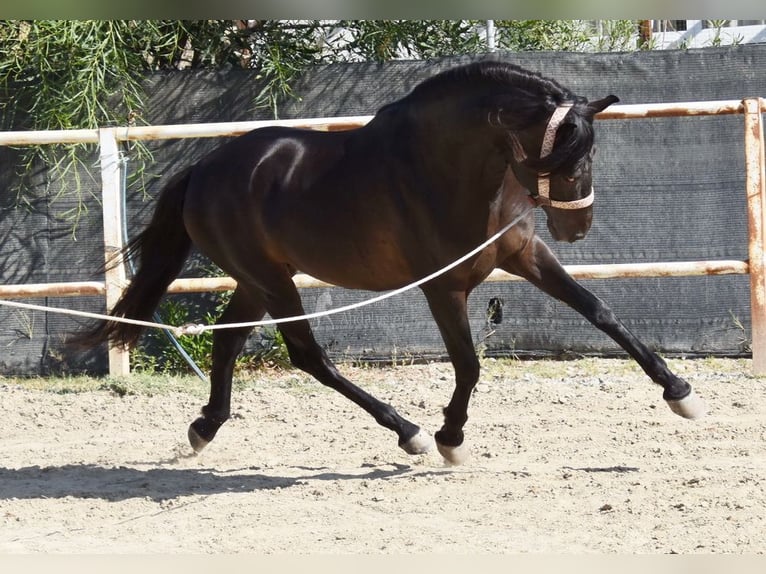 Andalou Hongre 5 Ans 153 cm Noir in Provinz Malaga