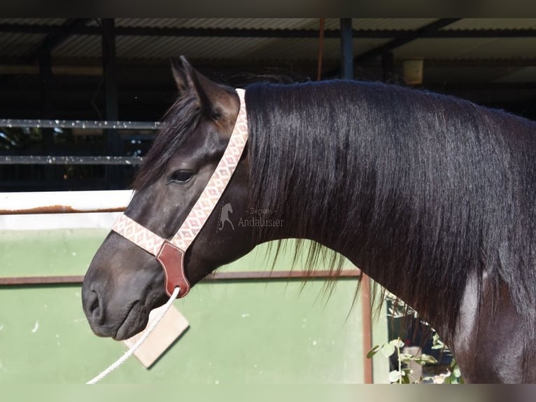 Andalou Hongre 5 Ans 153 cm Noir in Provinz Malaga