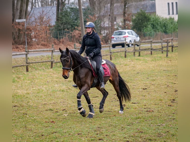 Andalou Hongre 5 Ans 154 cm Bai brun in Neustadt (Wied)