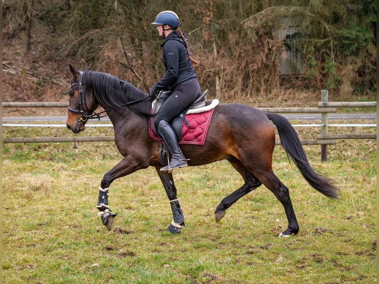 Andalou Hongre 5 Ans 154 cm Bai brun in Neustadt (Wied)