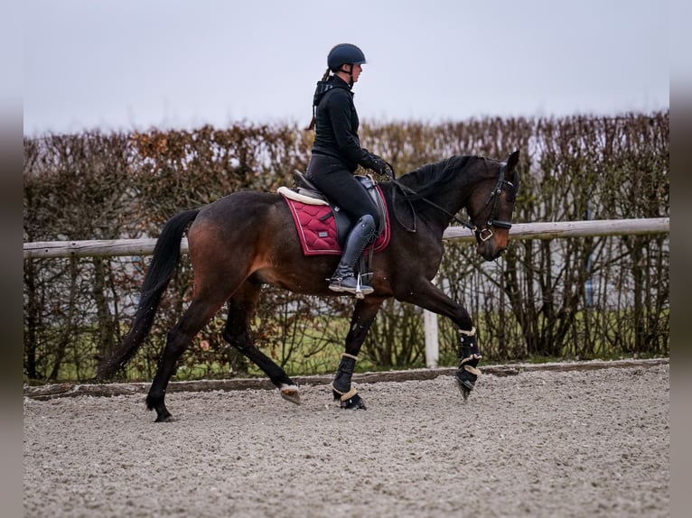 Andalou Hongre 5 Ans 154 cm Bai brun in Neustadt (Wied)