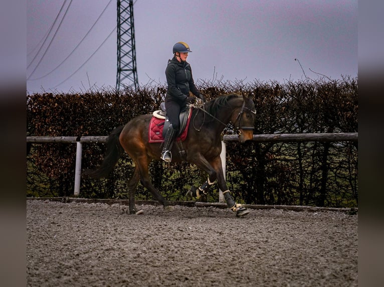 Andalou Hongre 5 Ans 154 cm Bai brun in Neustadt (Wied)