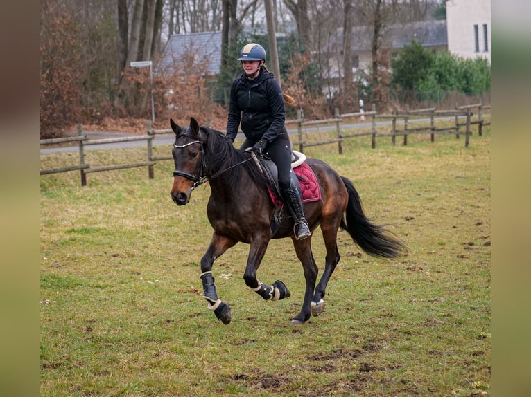 Andalou Hongre 5 Ans 154 cm Bai brun in Neustadt (Wied)