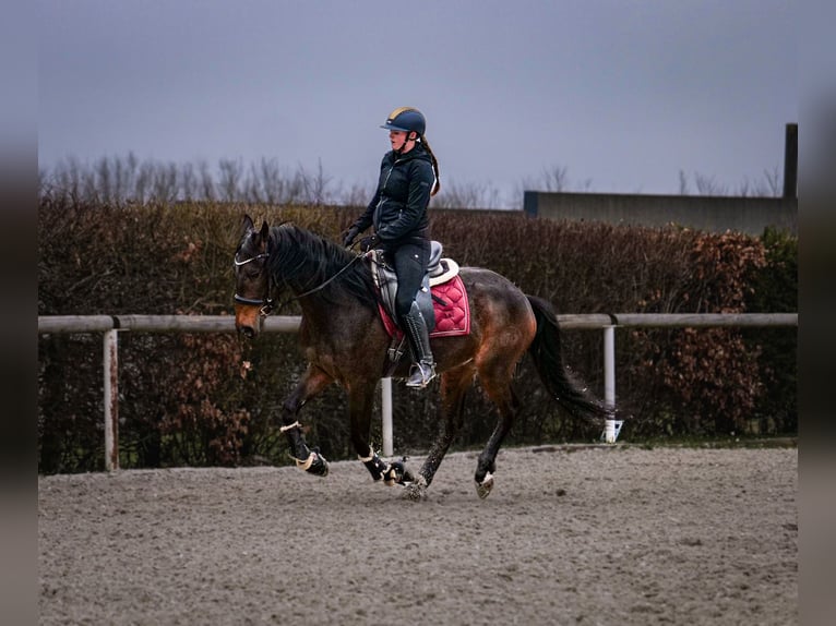 Andalou Hongre 5 Ans 154 cm Bai brun in Neustadt (Wied)