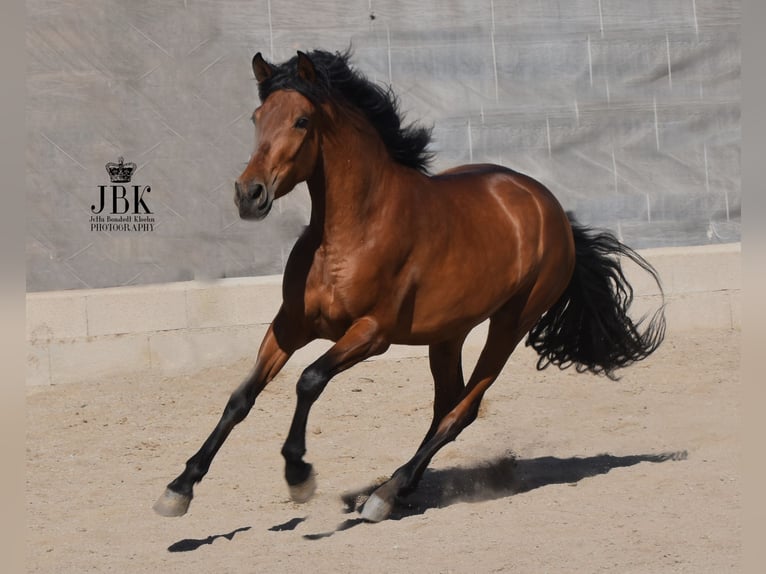 Andalou Hongre 5 Ans 155 cm Bai in Tabernas Almeria