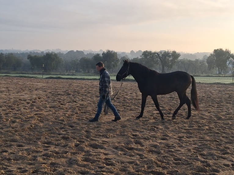 Andalou Hongre 5 Ans 155 cm Noir in Wülfrath