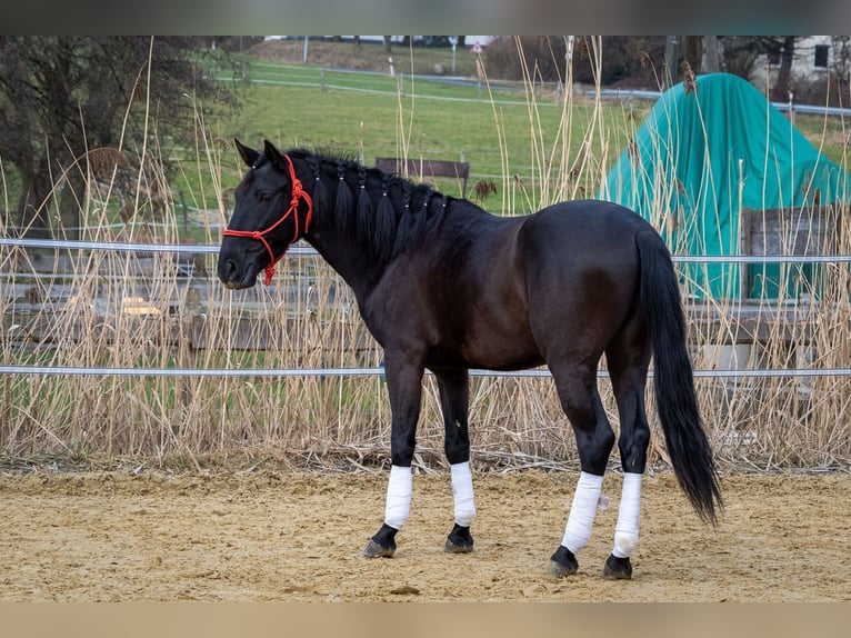 Andalou Hongre 5 Ans 155 cm Noir in Wülfrath