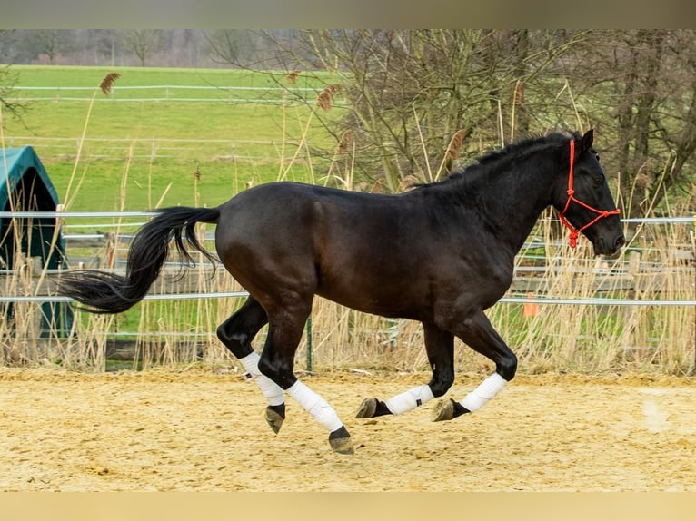 Andalou Hongre 5 Ans 155 cm Noir in Wülfrath