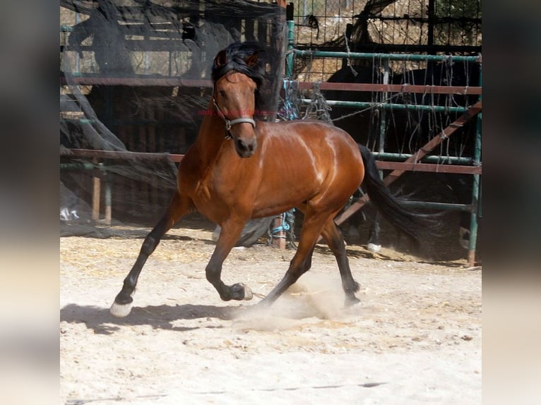 Andalou Hongre 5 Ans 156 cm Bai in Pruna