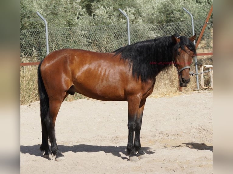 Andalou Hongre 5 Ans 156 cm Bai in Pruna