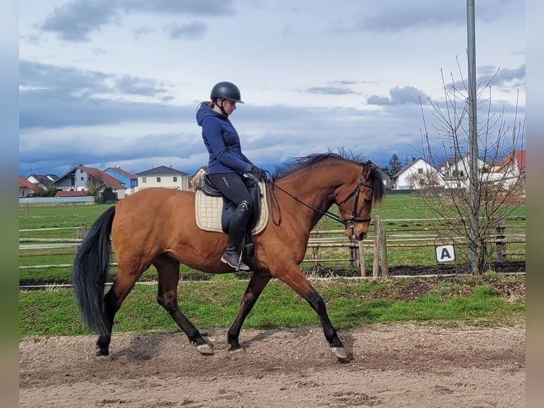 Andalou Croisé Hongre 5 Ans 156 cm Bai in Karlshuld