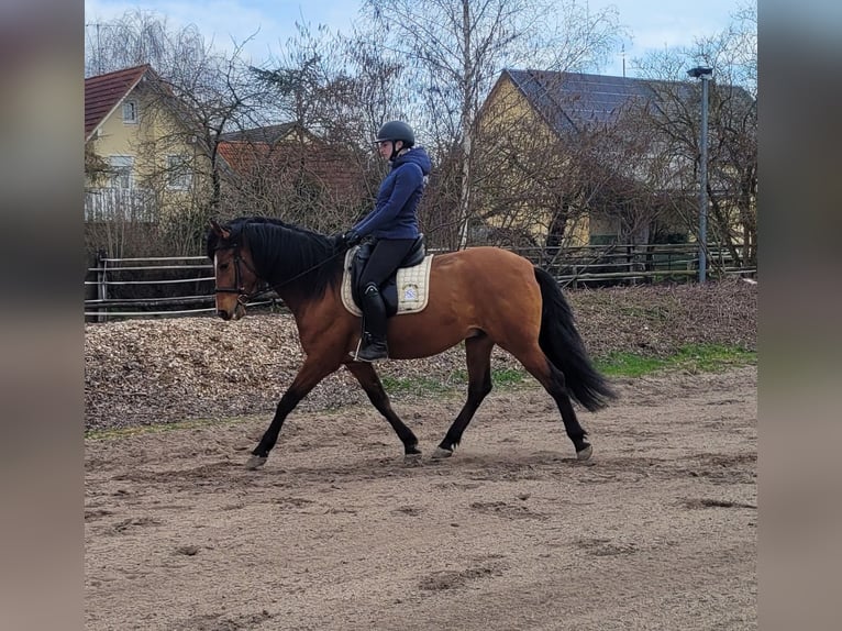 Andalou Croisé Hongre 5 Ans 156 cm Bai in Karlshuld