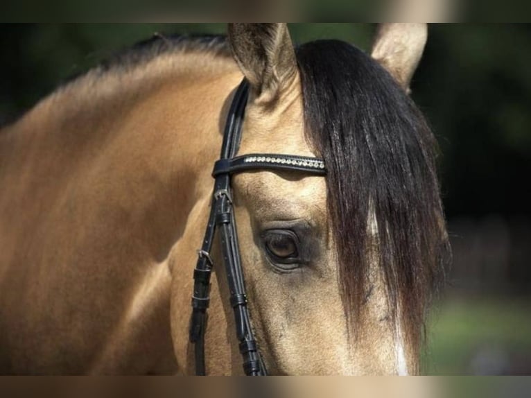 Andalou Hongre 5 Ans 156 cm Buckskin in Höhnstedt