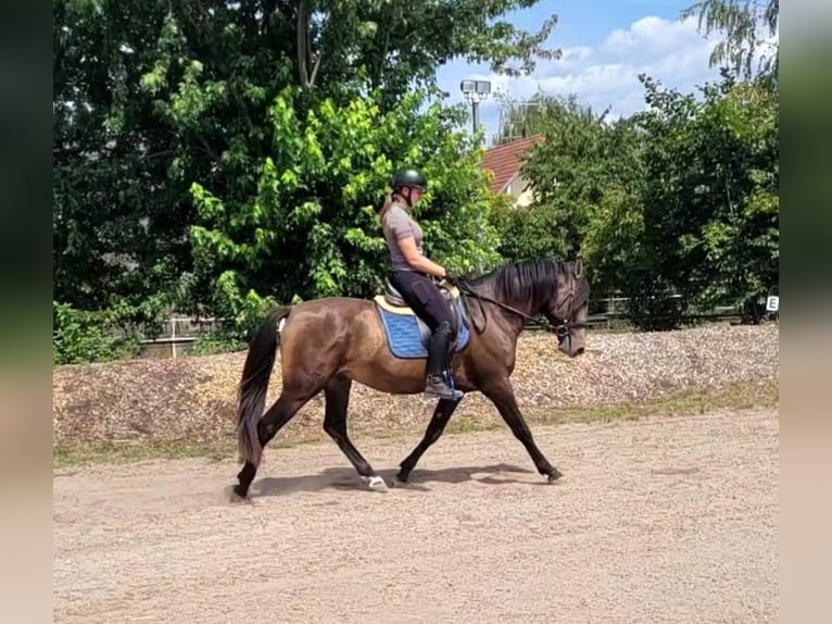 Andalou Croisé Hongre 5 Ans 156 cm Buckskin in Karlshuld