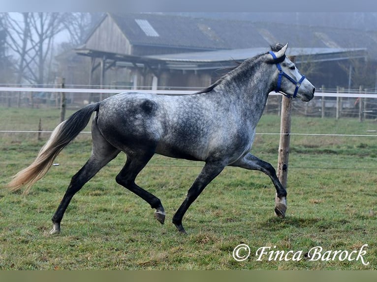 Andalou Hongre 5 Ans 156 cm Gris in Wiebelsheim