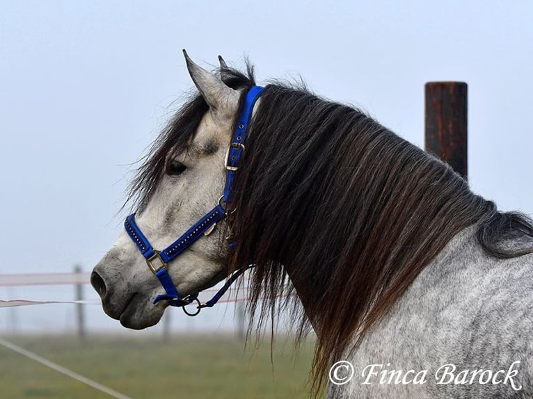 Andalou Hongre 5 Ans 156 cm Gris in Wiebelsheim