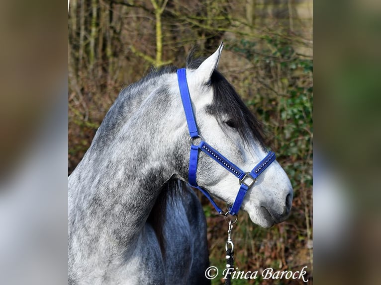 Andalou Hongre 5 Ans 156 cm Gris in Wiebelsheim