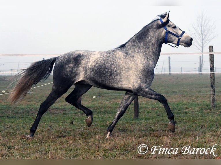 Andalou Hongre 5 Ans 156 cm Gris in Wiebelsheim