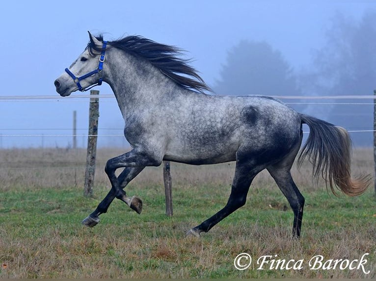 Andalou Hongre 5 Ans 156 cm Gris in Wiebelsheim