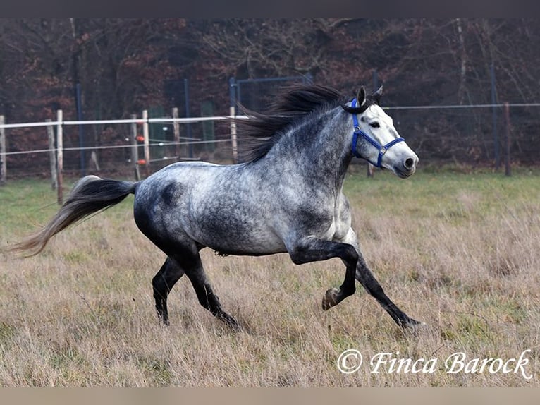 Andalou Hongre 5 Ans 156 cm Gris in Wiebelsheim