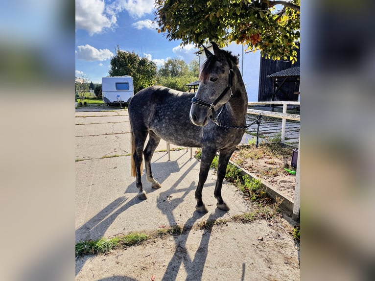 Andalou Croisé Hongre 5 Ans 156 cm Gris in Doberschütz