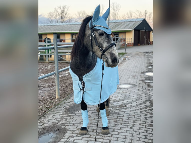 Andalou Croisé Hongre 5 Ans 156 cm Gris in Doberschütz