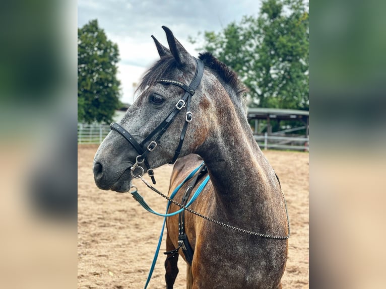 Andalou Croisé Hongre 5 Ans 156 cm Gris in Doberschütz