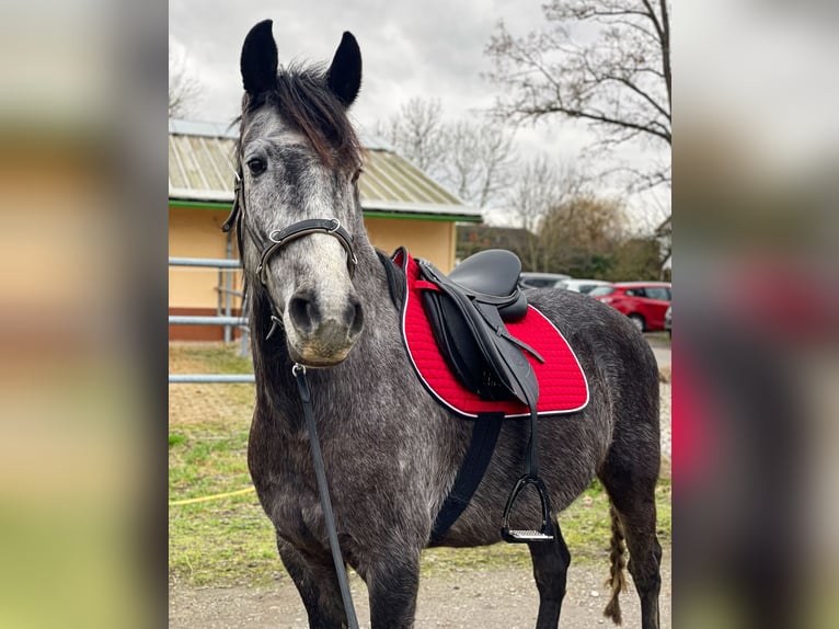 Andalou Croisé Hongre 5 Ans 156 cm Gris in Doberschütz