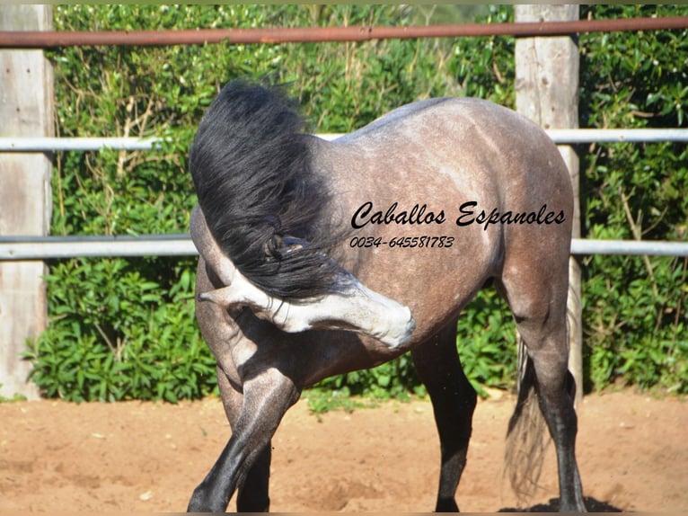 Andalou Hongre 5 Ans 156 cm Gris noir in Vejer de la Frontera