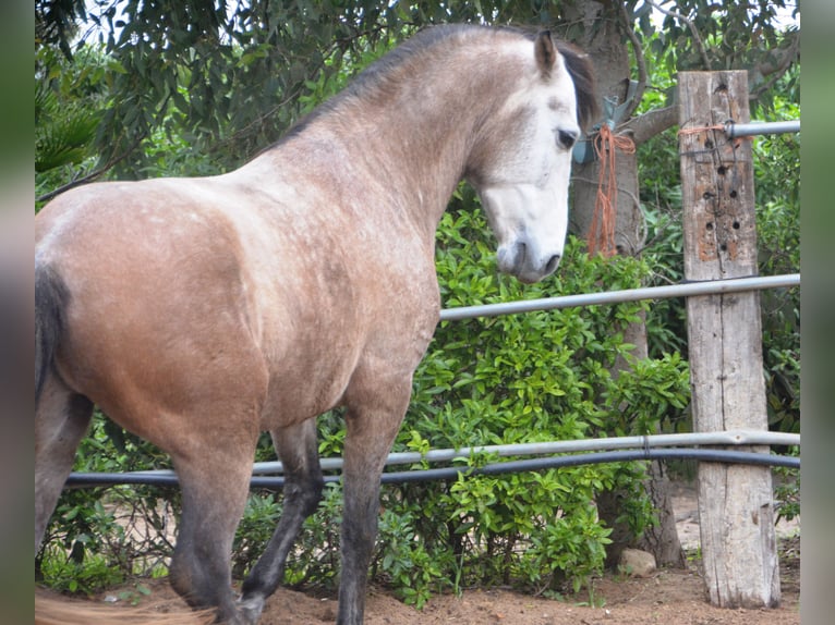 Andalou Hongre 5 Ans 156 cm Gris noir in Vejer de la Frontera