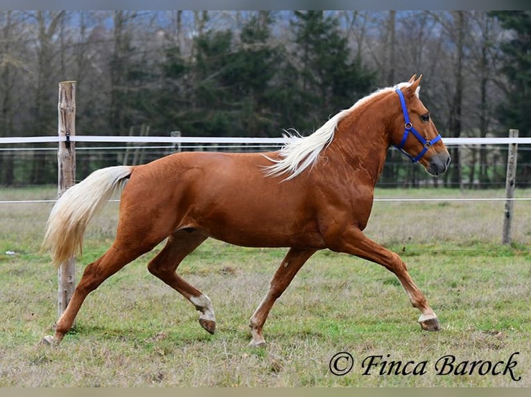 Andalou Hongre 5 Ans 156 cm Palomino in Wiebelsheim