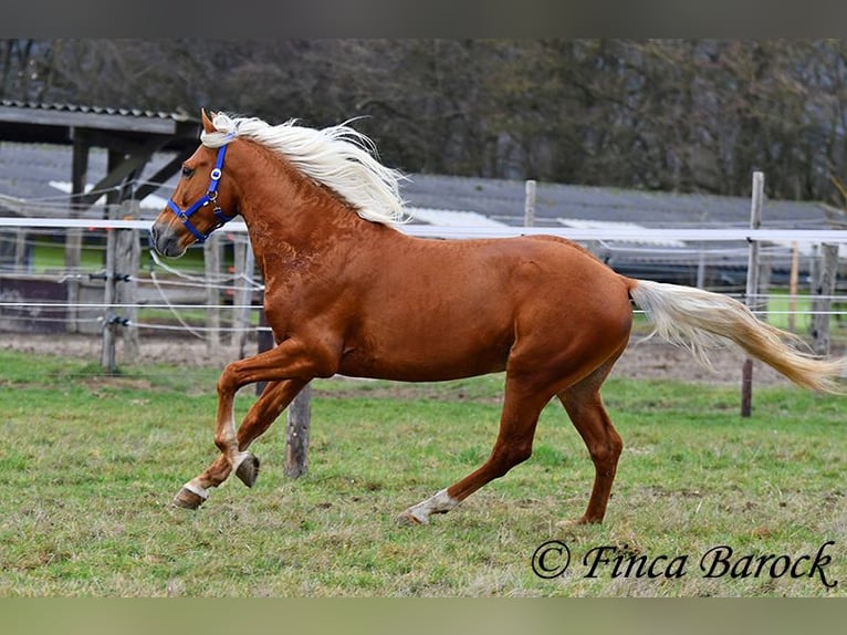 Andalou Hongre 5 Ans 156 cm Palomino in Wiebelsheim