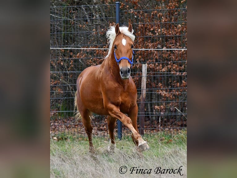 Andalou Hongre 5 Ans 156 cm Palomino in Wiebelsheim