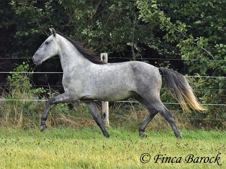 Andalou Hongre 5 Ans 157 cm Gris in Wiebelsheim