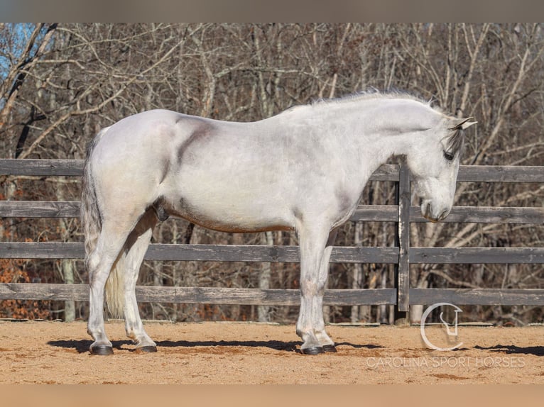 Andalou Croisé Hongre 5 Ans 157 cm Gris in Clover, SC