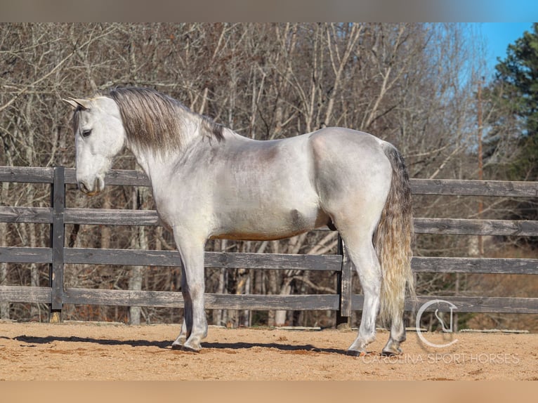 Andalou Croisé Hongre 5 Ans 157 cm Gris in Clover, SC