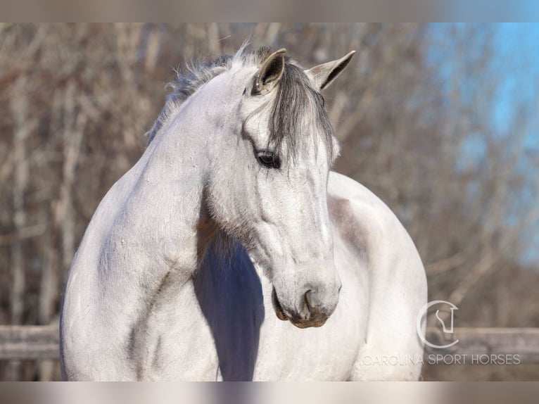 Andalou Croisé Hongre 5 Ans 157 cm Gris in Clover, SC