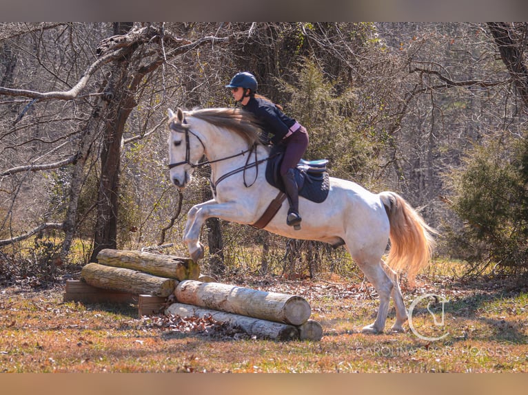 Andalou Croisé Hongre 5 Ans 157 cm Gris in Clover, SC