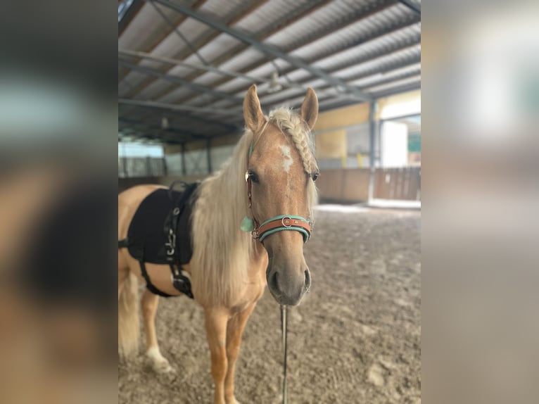 Andalou Croisé Hongre 5 Ans 157 cm Palomino in Überlingen