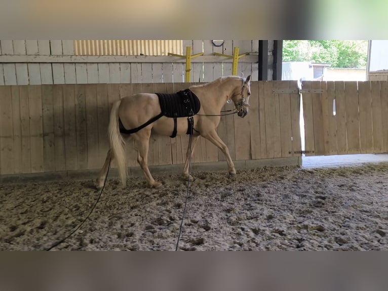 Andalou Croisé Hongre 5 Ans 157 cm Palomino in Überlingen
