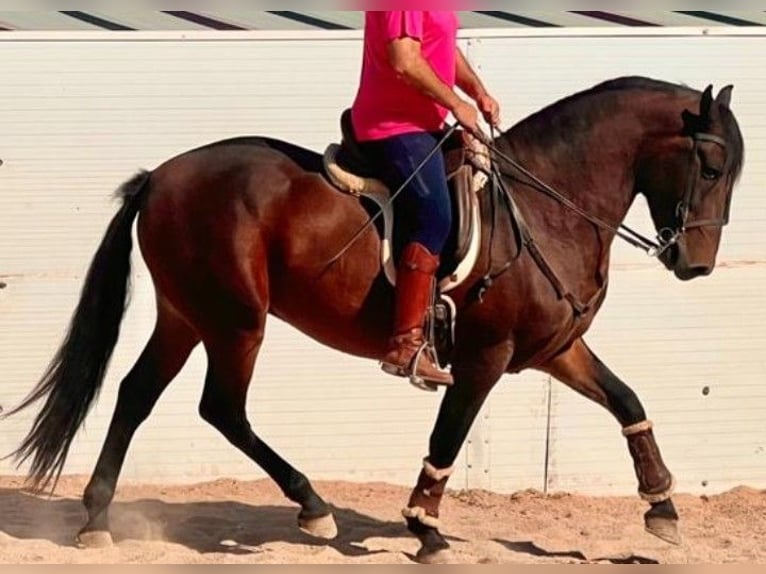Andalou Hongre 5 Ans 158 cm Bai in Hinojosa Del Duque