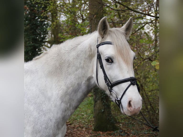 Andalou Hongre 5 Ans 158 cm Gris pommelé in Nettetal