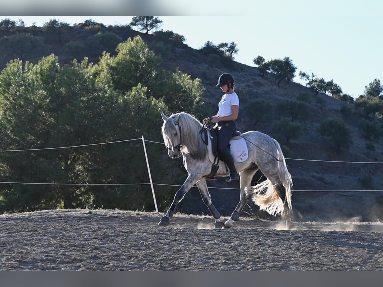 Andalou Hongre 5 Ans 158 cm Gris pommelé in Mijas